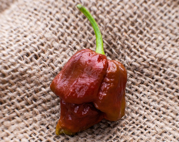 Jamaican Hot Chocolate Habanero Heirloom Pepper Premium Seed Etsy