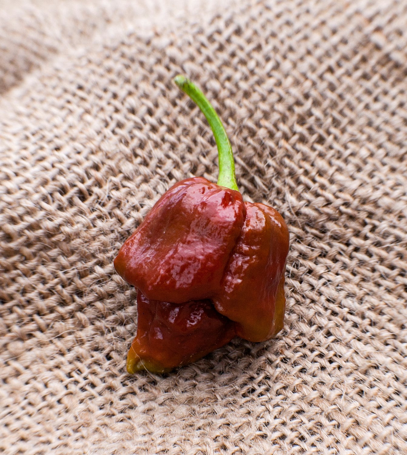 Chocolate Trinidad Scorpion Hot Pepper Premium Seed Packet - Etsy