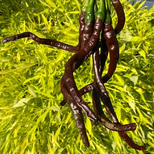 Może przedstawiać: Pęk ciemnofioletowych papryczek chili wiszących na tle zielonych liści.
