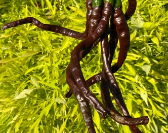 May include: A bunch of dark purple chili peppers hanging against a backdrop of green foliage.