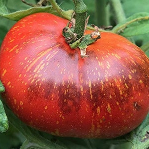 Dark Galaxy Heirloom Tomato Premium Seed Packet