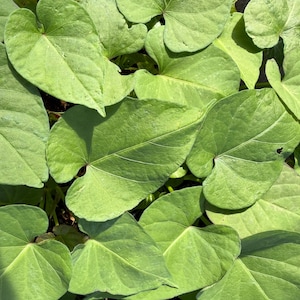 May include: Close-up of vibrant green leaves with prominent veins. The leaves have a heart-like shape and are densely packed together, creating a lush, textured surface. The image captures the natural beauty and detail of the foliage.