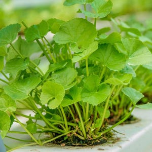 May include: Close-up of a cluster of bright green Gotu Kola plants. The leaves are round with scalloped edges, and the stems are a light green color. The plants are growing in a white container, with the leaves overlapping each other.