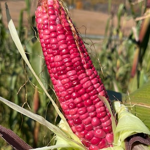 Roze Xocoyul Rosado Masa Tlaxcala Atole Dulce Tamale Maïs Maïs 20 Zaadpakket