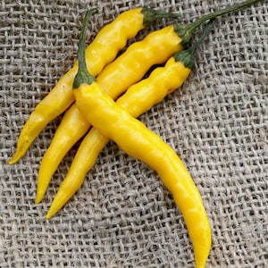 Yellow Bedder Macedonian Heirloom Pepper Premium Seed Packet image 1