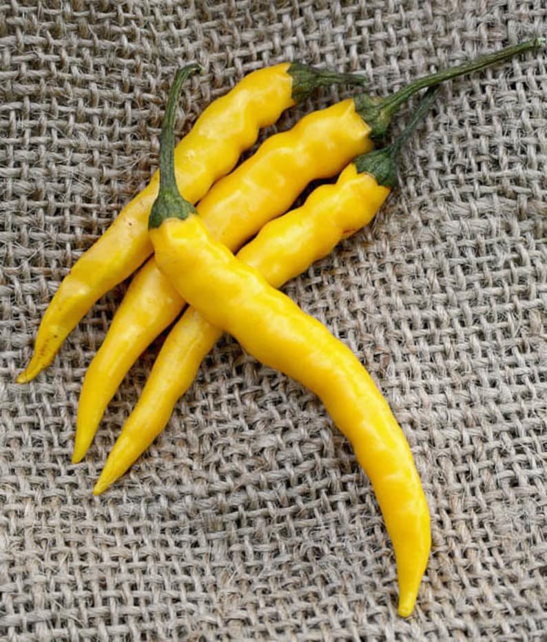 Yellow Bedder Macedonian Heirloom Pepper Premium Seed Packet image 1