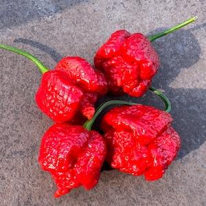 Puede incluir: Cuatro pimientos Carolina Reaper de color rojo brillante con tallos verdes se presentan sobre una superficie gris. Los pimientos tienen una textura rugosa y una forma irregular, lo que indica su extremo picor. La imagen está bien iluminada, resaltando el color vibrante de los pimientos.