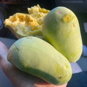 Könnte beinhalten: Drei Papaya-Früchte, eine davon aufgeschnitten, um das cremige, gelbe Fruchtfleisch zu zeigen. Die anderen beiden sind grün und oval.