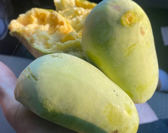 May include: Three pawpaw fruits, one split open to reveal the creamy yellow flesh. The other two are green and oval-shaped.