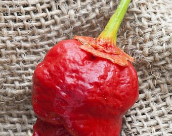 Bubblegum 7 Pot Scorpion Super Hot Pepper Premium Seed Packet - Etsy