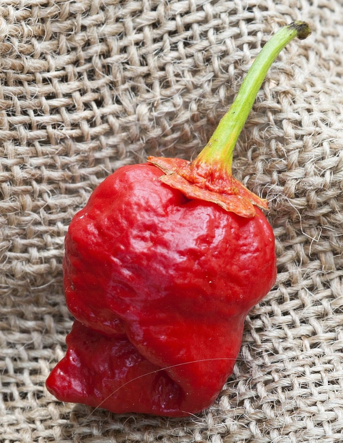 Bubblegum 7 Pot Scorpion Super Hot Pepper Premium Seed Packet - Etsy
