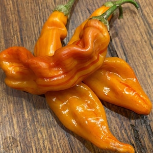 Könnte beinhalten: Drei orangefarbene und rote gestreifte Paprika auf einer Holzoberfläche. Die Paprika haben alle unterschiedliche Formen und Größen.