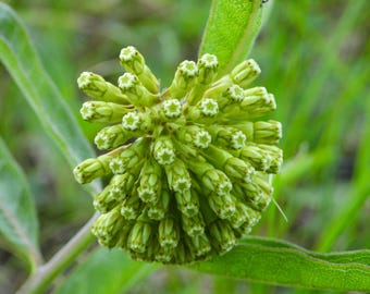 Green Comet Kroontjeskruid vlinder Asclepias viridiflora Premium zaadpakket Monarch