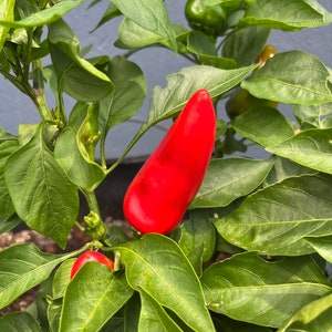 Lipstick Sweet Heirloom Sweet Pimento Pepper Premium Seed Packet