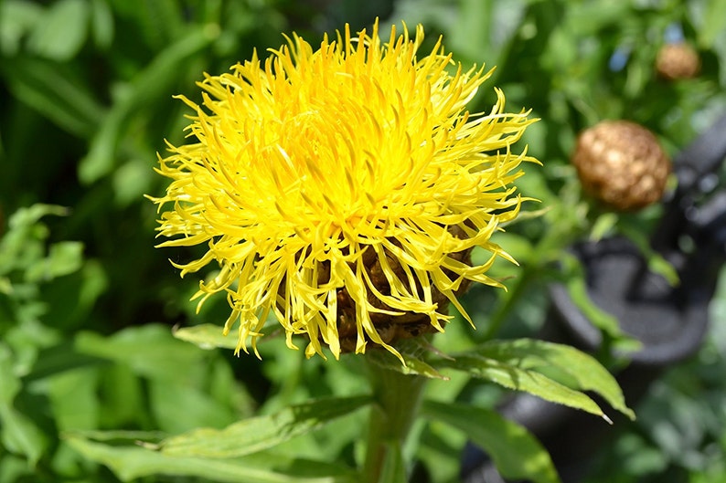 Yellow Armenian Basketflower Knapweed Premium 10 Seed Packet