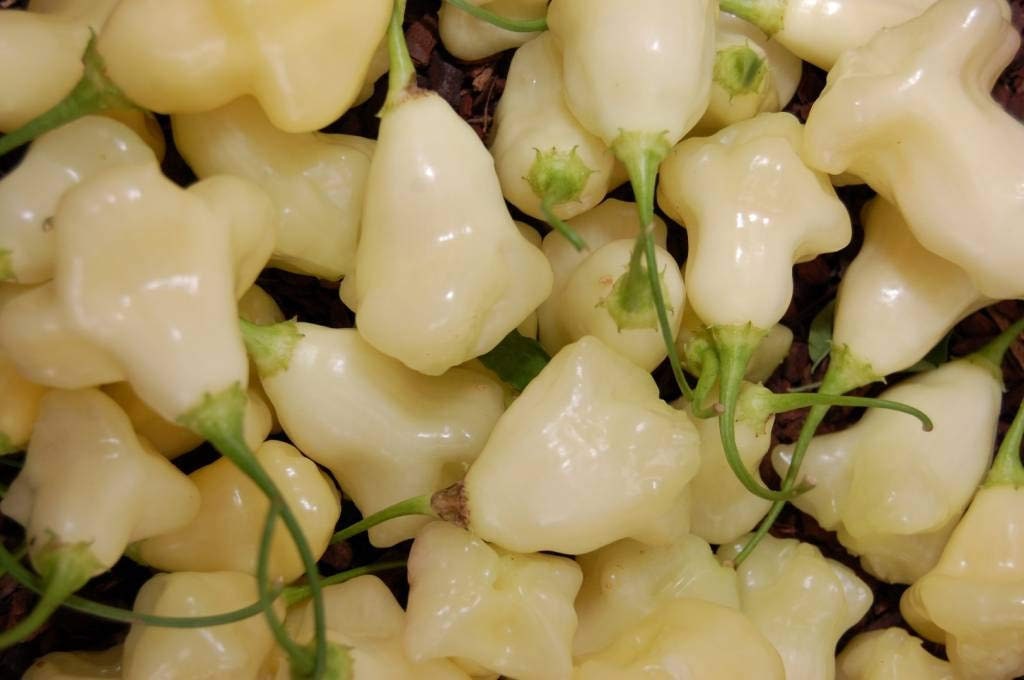 Aji Fantasy White Chile Heirloom Pepper Premium Seed Packet