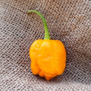 Könnte beinhalten: Ein leuchtend gelber Habanero-Pfeffer mit grünem Stiel, der auf einer braunen Jutestoffe liegt.