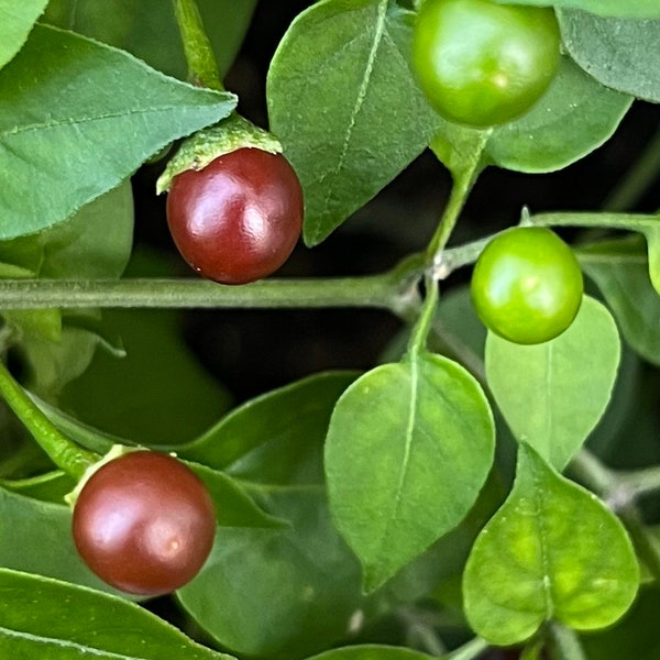 Chocolate Chiltepin Heirloom Pepper Premium Seed Packet