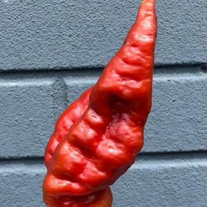 May include: A vibrant red chili pepper with a long, curved shape and a textured surface. The pepper is set against a gray brick wall, showcasing its bright color and unique form. The stem is green.