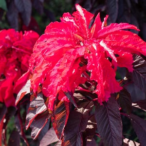 Early Splendor Joseph&#39;s Coat Amaranthus Amaranth Summer Poinsettia Premium Seed Packet