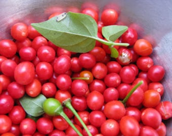 Chiltepin-Birds Eye Wild Chili Heirloom Pfeffer Premium Samen Paket