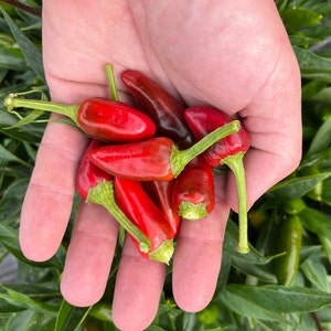 Calabrian "Piccante a Mazzetti" Italian Picante Calabrese Spicy Pepper of Calabria Premium Seed Packet