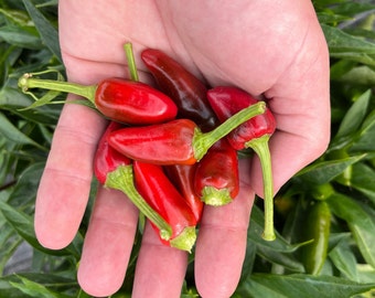 Calabrian "Piccante a Mazzetti" Italian Picante Calabrese Spicy Pepper of Calabria Premium Seed Packet