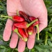 15 Carolina Reaper HP22B Seeds - World's Hottest Pepper Seeds For 2024 Gardening Season