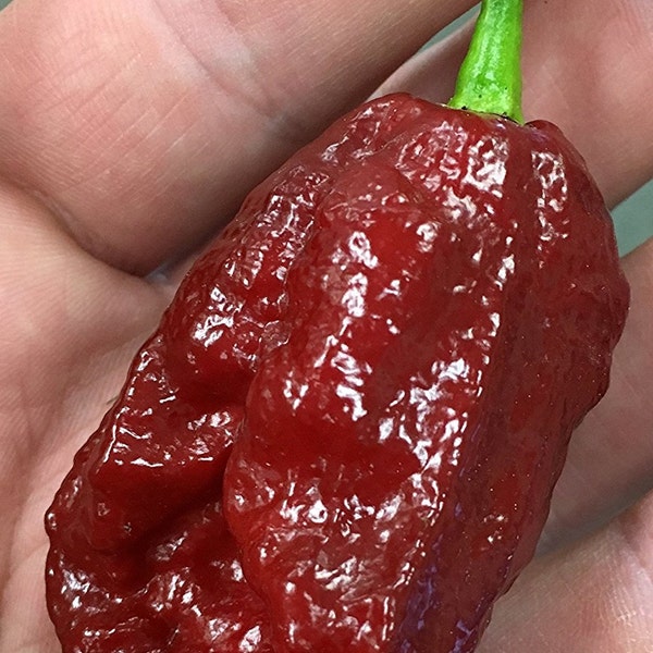 Chocolate Bhutlah Heirloom Pepper Premium Seed Packet Possibly The Hottest In The World