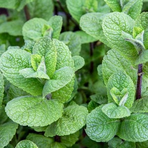 May include: Close-up of fresh mint leaves. The leaves are a vibrant green with textured surfaces and visible veins. The stems are a dark purple color. The image showcases the plant's natural details, highlighting its freshness and texture.