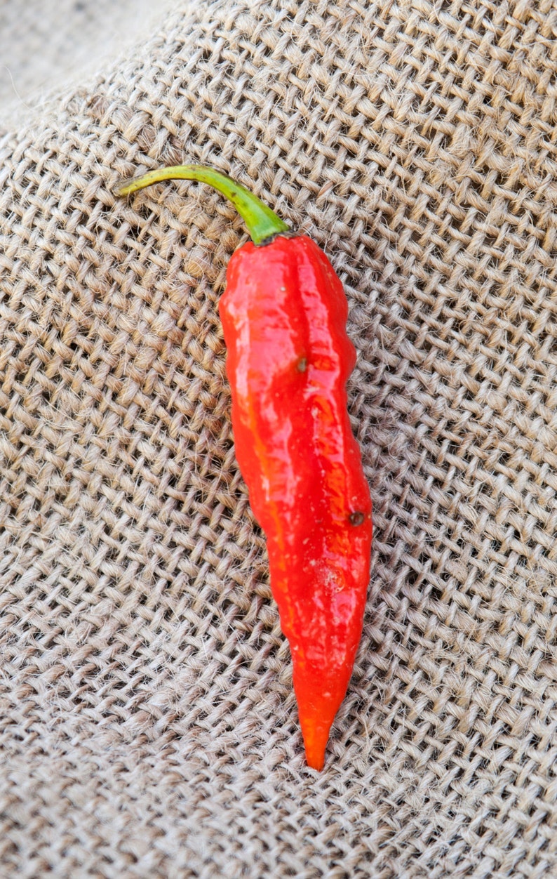 Red Ghost Pepper Bhut Jolokia Heirloom Pepper Premium Seed Packet - Etsy