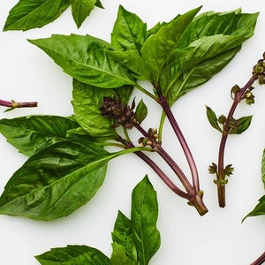 May include: Fresh green basil leaves with purple stems on a white background.