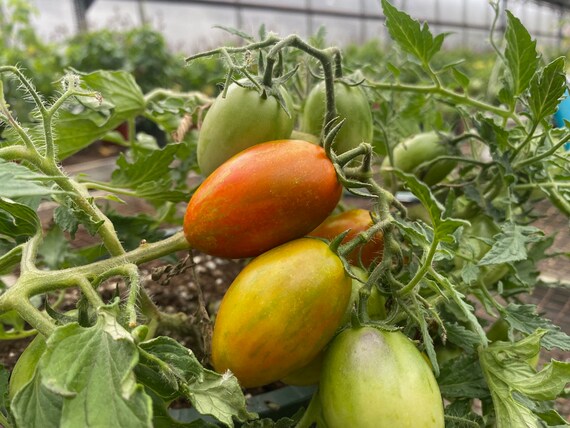 Tumbling Tiger Micro Dwarf Hanging Basket Bonsai Tomato Premium