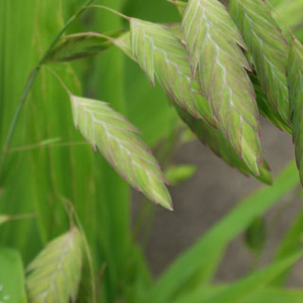 50 Chasmanthium latifolium seeds/northern sea oats seed/river oats/native perennial seed/deer resistant/free shipping