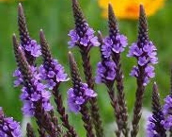 50 Blue Vervain seeds/Verbena hastata/free shipping/my botanical roots