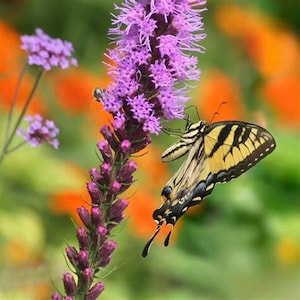 50 Liatris spicata seed/blazing star/gay feather/pollinators/native flower/free shipping