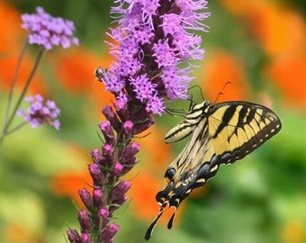 50 Liatris spicata seed/blazing star/gay feather/pollinators/native flower/free shipping