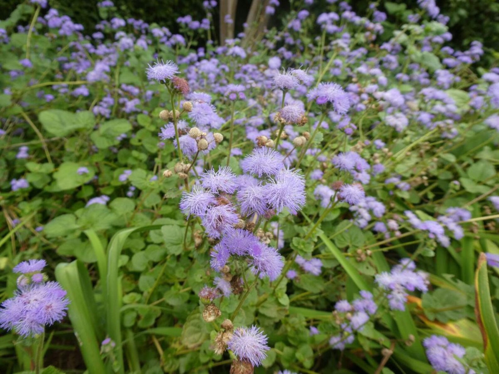 50 Blue Mist flower seeds/Hardy Ageratum/Conoclinum/native Etsy