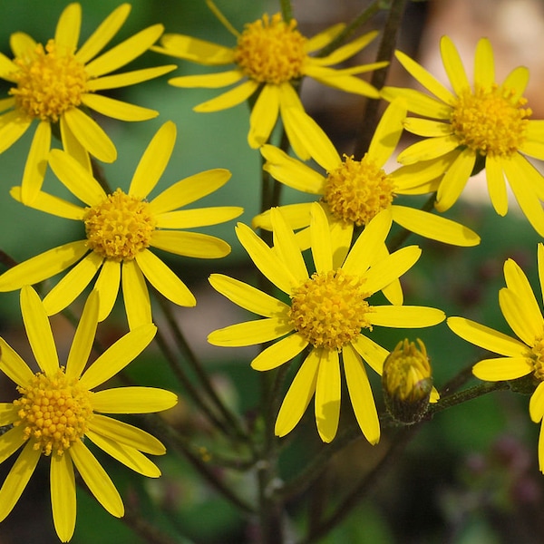 50 Packera aurea seeds/golden ragwort/pollinator/native flower seed/my botanical roots