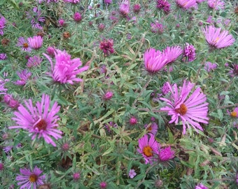 50 New England Aster seeds/Aster novae angliae/Symphyotrichum/pollinator/deer proof/my botanical roots