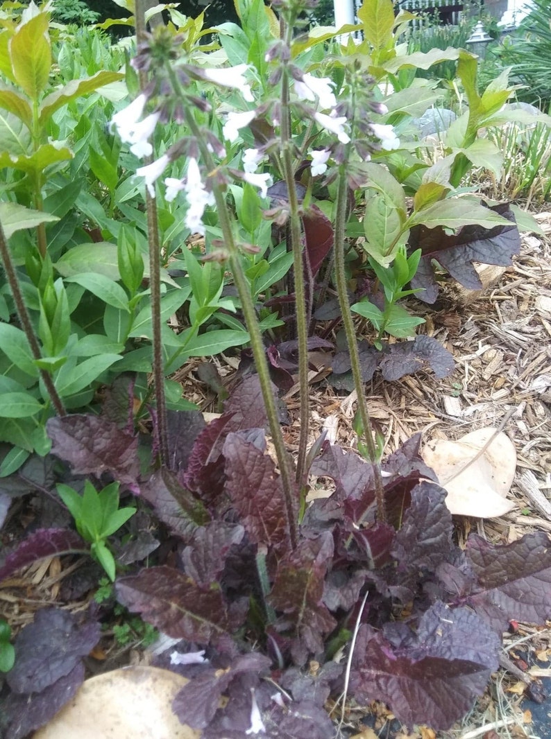 50 Salvia lyrata seeds/lyreleaf sage/native flower seed/free shipping image 3