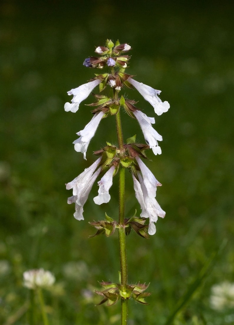 50 Salvia lyrata seeds/lyreleaf sage/native flower seed/free shipping image 4