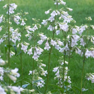 50 Penstemon digitalis seeds/beardstongue/native/free shipping