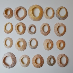 Conchiglie 30 pezzi, dalla costa del Mar Celtico, Galles, Regno Unito, adatte per arredamento casa, accessori, fai da te, hobby, arredamento naturale