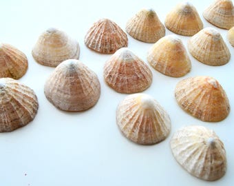 May include: A collection of fifteen conical limpet seashells arranged in a scattered pattern. Each shell features a textured, ribbed surface with a color palette ranging from pale cream and beige to light brown and tan tones.