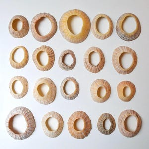 20 Limpet-schelpen, natuurlijke schelpen VK, strandvondsten Wales, kustdecor, ambachtelijke benodigdheden, doe-het-zelfschelpen