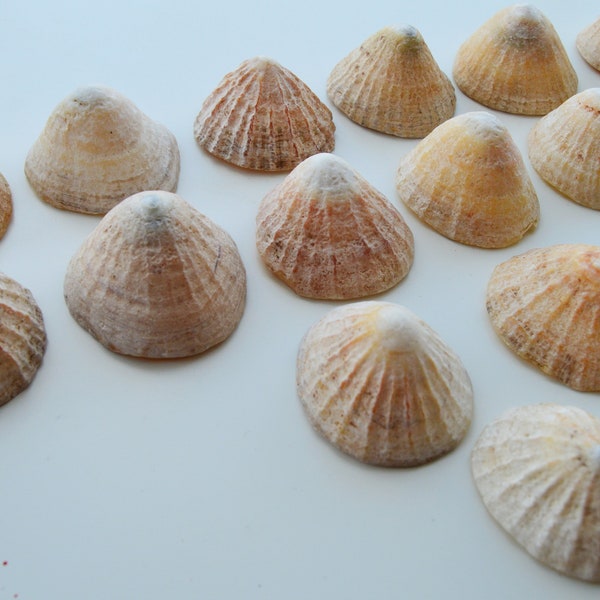 Large seashells for home decor, accessories, DIY, hobby, natural decor