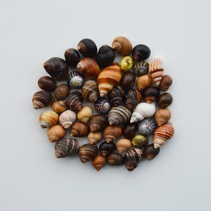 Conchiglie 50 pezzi, dalla riva del mare celtico, Galles, Regno Unito, completo per arredamento della casa, accessori, fai da te, hobby, arredamento naturale