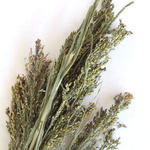 Könnte beinhalten: Nahaufnahme eines Arrangements aus getrocknetem Ziergras. Das Arrangement besteht aus langen, schlanken grünen Stängeln und Samenköpfen mit einer Mischung aus grünen, beigen und braunen Farbtönen. Der Hintergrund ist schlicht weiß.