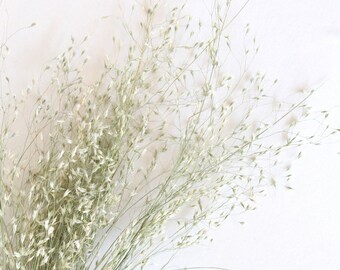 Gedroogd rijstgras | Natuurlijke bloemen voor doe-het-zelfbruiloft, bruidsboeketvuller en woondecoratie | Bundel van 6 oz
